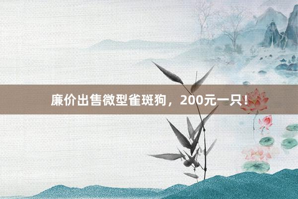 廉价出售微型雀斑狗，200元一只！